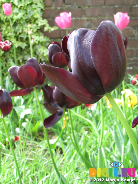 SX22302 Tulips in front garden
